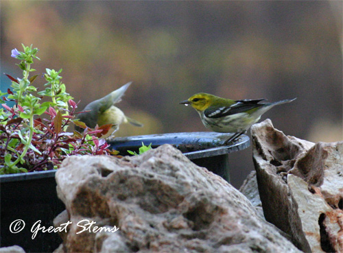 btgwarbler09-26-11.jpg