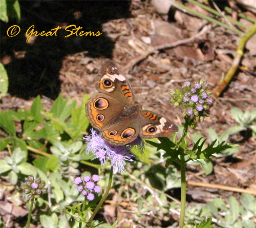 buckeye10-31-09.jpg