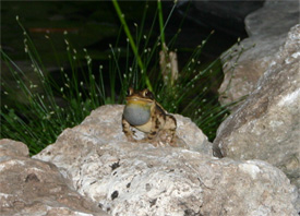 bull-toad1.jpg