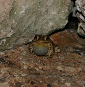 bull-toad2.jpg