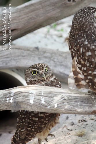 burrowingowls03-16-12.jpg