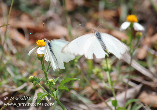 butterflies03-13-12.jpg