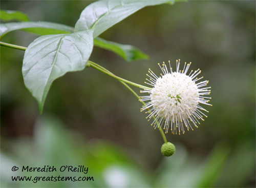 buttonbush03-12-12.jpg