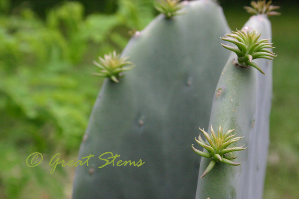 cactus04-14-10.jpg