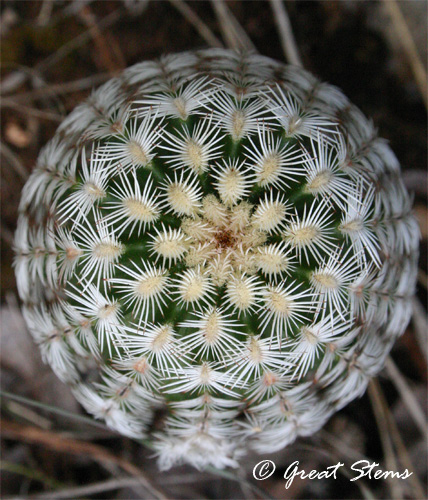 cactus06-11-11.jpg