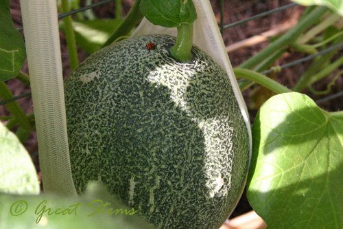 cantaloupe09-01-09.jpg