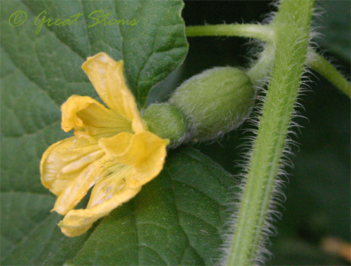 cantaloupeb08-23-09.jpg