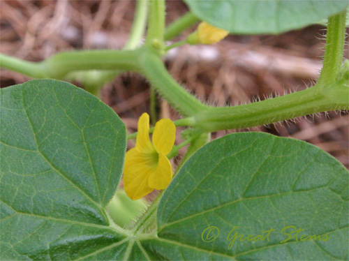 cantaloupebloom08-07-09.jpg