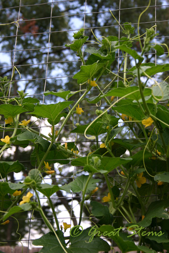 cantaloupeblooms08-23-09.jpg