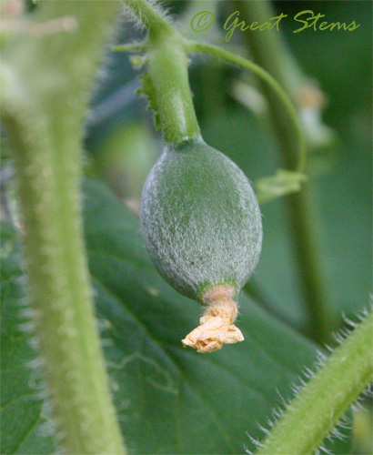 cantaloupec08-23-09.jpg