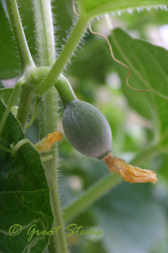 cantalouped08-23-09.jpg