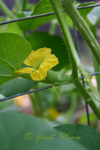 cantaloupefemaleflower08-12-09.jpg