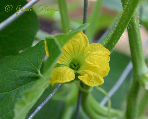 cantaloupefemaleflowerc08-12-09.jpg