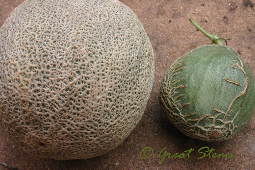 cantaloupehybrids09-18-09.jpg