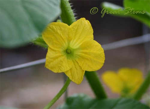 cantaloupemaleflower08-12-09.jpg