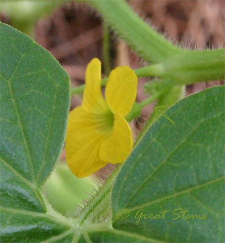 cantaloupemaleflowerb08-12-09.jpg