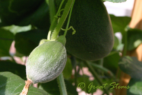 cantaloupes09-01-09.jpg