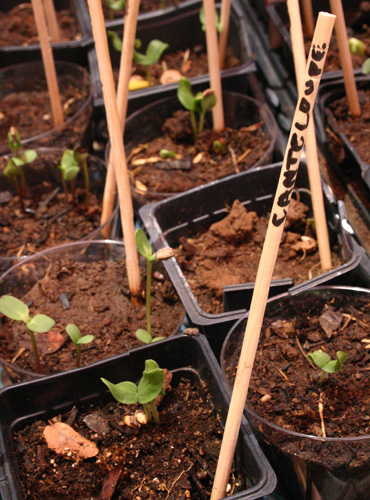 cantaloupeseedling07-09-09.jpg