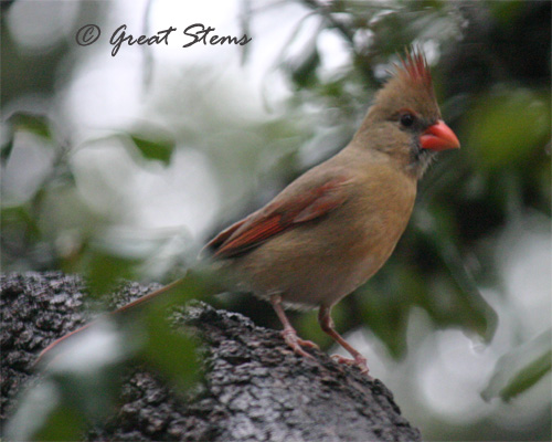 cardinal01-15-11.jpg