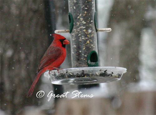 cardinal02-23-10.jpg