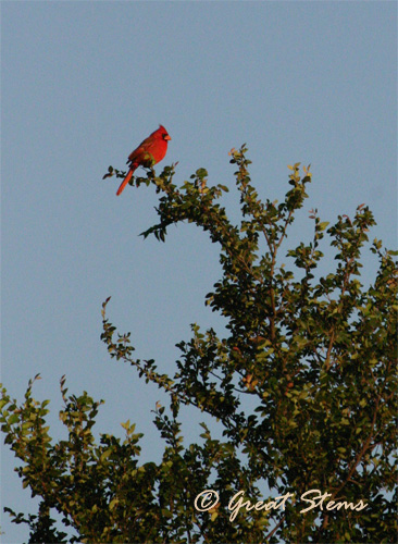 cardinal04-28-11.jpg