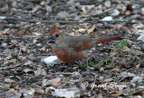 cardinal05-17-11.jpg