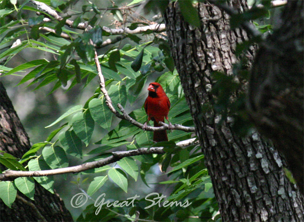 cardinal06-01-10.jpg