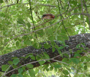 cardinal06-10-09.jpg