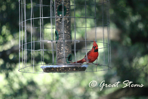 cardinal06-18-10.jpg