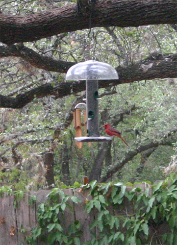 cardinal09-09-09.jpg