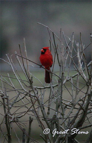 cardinalb02-20-11.jpg