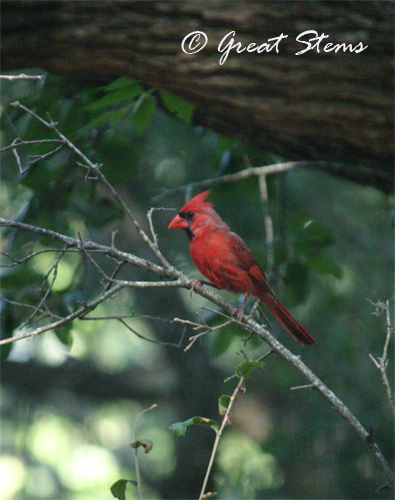 cardinalb06-18-10.jpg