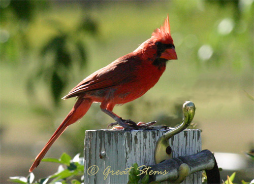 cardinalb07-10-11.jpg