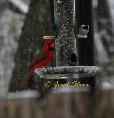 cardinalchickadee02-23-10.jpg