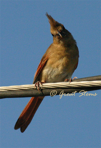 cardinald07-10-11.jpg