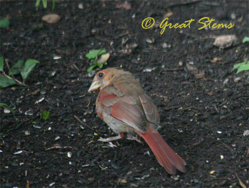 cardinalfledglingb06-04-10.jpg