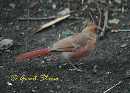 cardinalfledglingc06-04-10.jpg