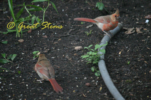 cardinalfledglings06-04-10.jpg