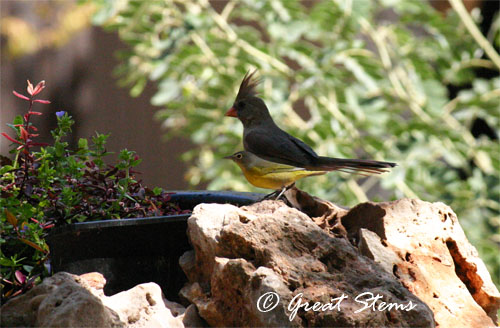 cardinalwarbler09-26-11.jpg