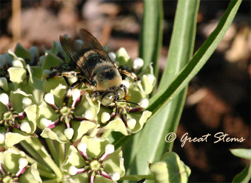 carpenterbee04-28-11.jpg