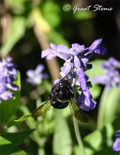 carpenterbeea09-28-10.jpg