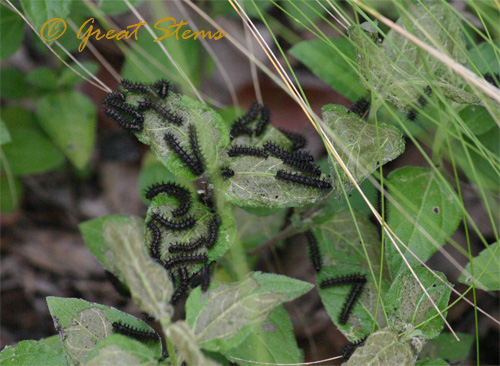 caterpillarsonhorseherb07-04-10.jpg