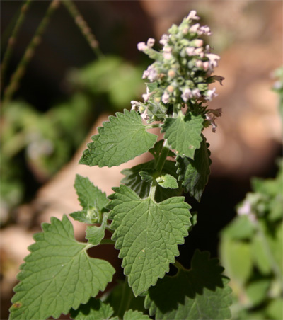 catmint06-22-09.jpg