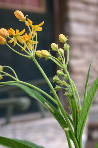 catonmilkweed07-24-09.jpg