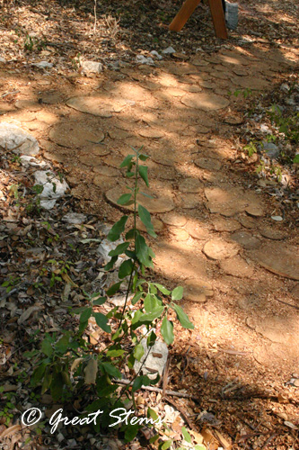 cedarpathi08-29-11.jpg