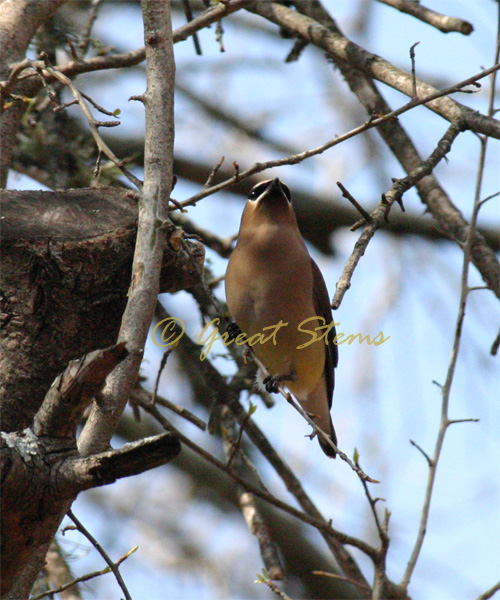 cedarwaxwinga02-22-10.jpg