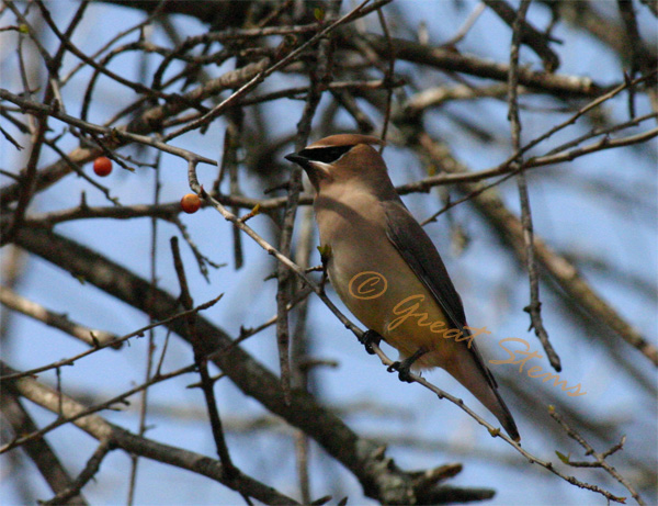 cedarwaxwingb02-22-10.jpg