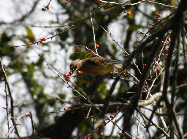 cedarwaxwingc02-22-10.jpg