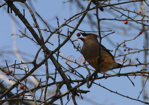 cedarwaxwingd02-22-10.jpg