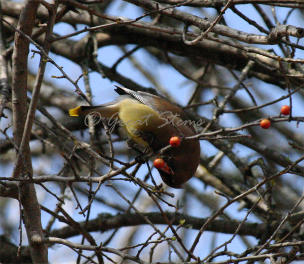 cedarwaxwingf02-22-10.jpg